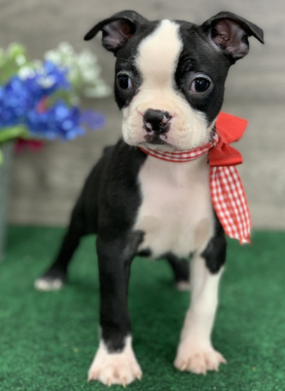 🐾 Gia – Weibliche Boston Terrier Welpe zu verkaufen (12 Wochen alt)