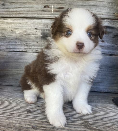🐾 Brandy – Australian Shepherd Hündin – 12 Wochen alt