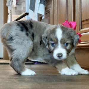 🐕 Poppy – Australian Shepherd Rüde – 12 Wochen alt
