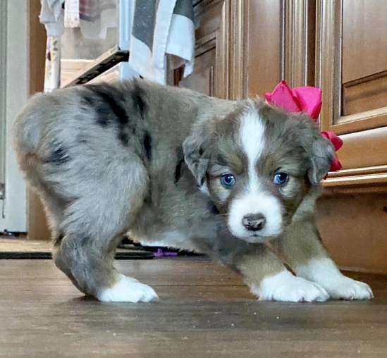 🐕 Poppy – Australian Shepherd Rüde – 12 Wochen alt