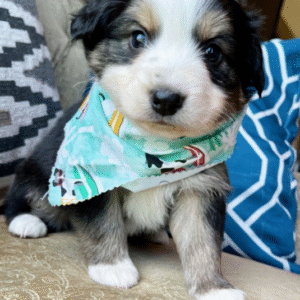 🐶 Chip – Australian Shepherd Rüde – 12 Wochen alt