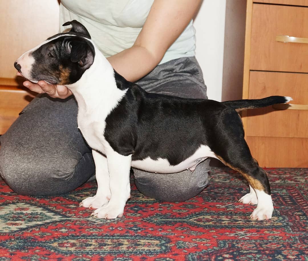 🐾 Teri – Männlicher Miniature Bullterrier Welpe zu verkaufen (12 Wochen alt)