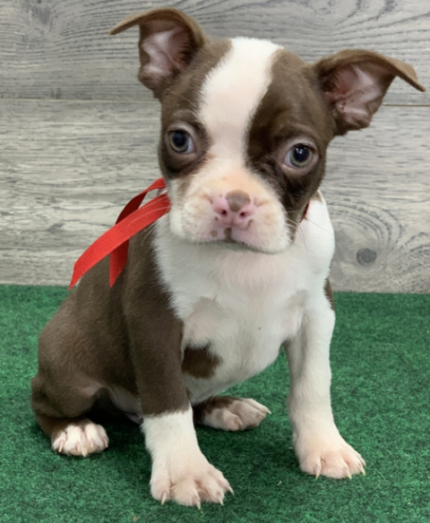 🐶 Gavin – Männlicher Boston Terrier Welpe zu verkaufen (12 Wochen alt)