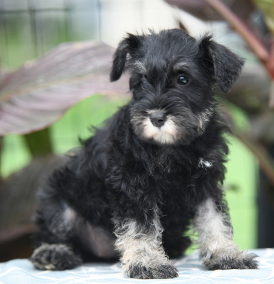 🐾 Fluffy – Miniature Schnauzer Hündin – 12 Wochen alt