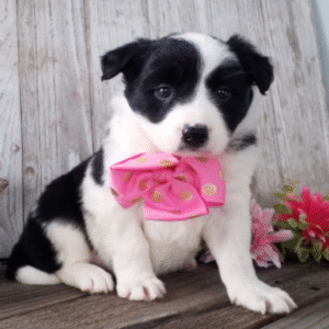 🐾 Tanji - Premium Border Collie Welpen Hündin (12 Wochen) | welpen-kauf.de