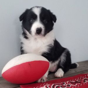 🐾 Pahl - Premium Border Collie Rüde (12 Wochen) | Champion-Blutlinie | welpen-kauf.de
