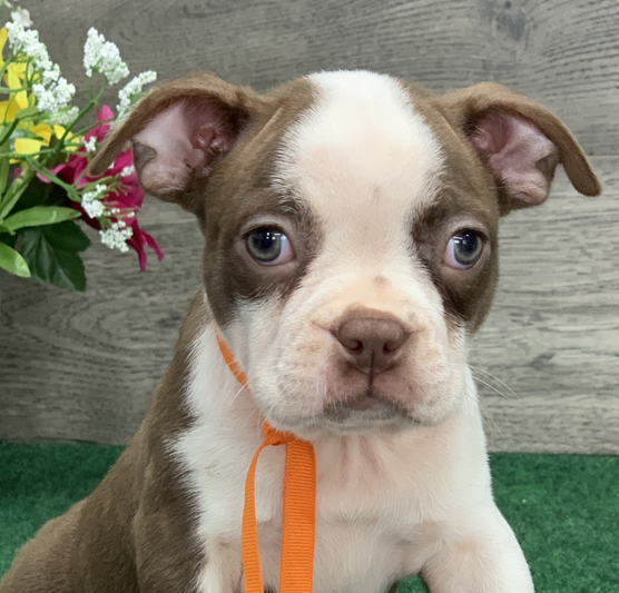 Boston Terrier Welpe