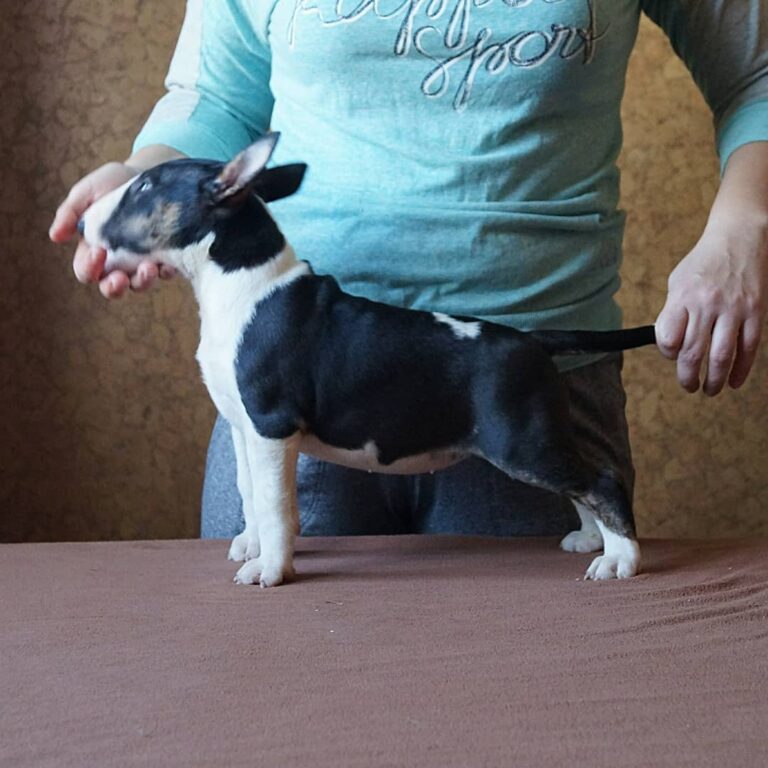 Bullterrier