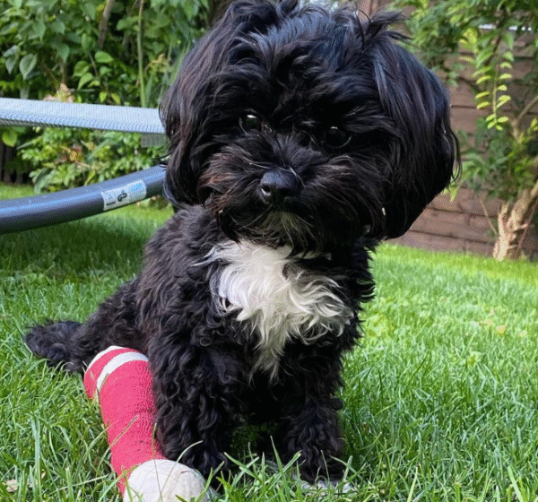 🐾 Max – Bolonka Zwetna Rüde – 12 Wochen alt