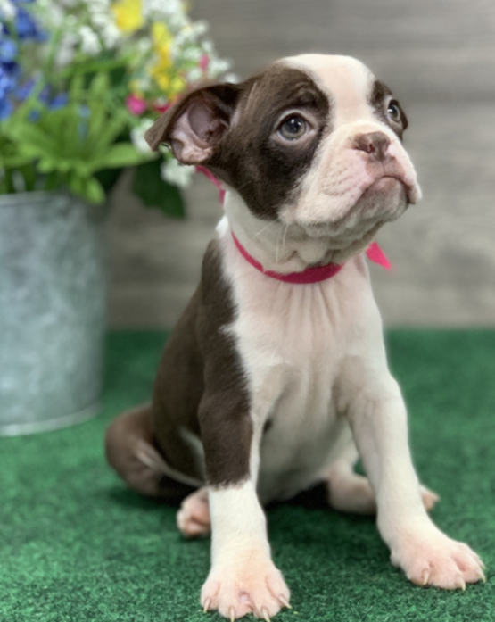 🐾 Gwen – Weibliche Boston Terrier Welpe zu verkaufen (12 Wochen alt)