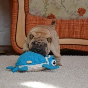 shar pei abzugeben