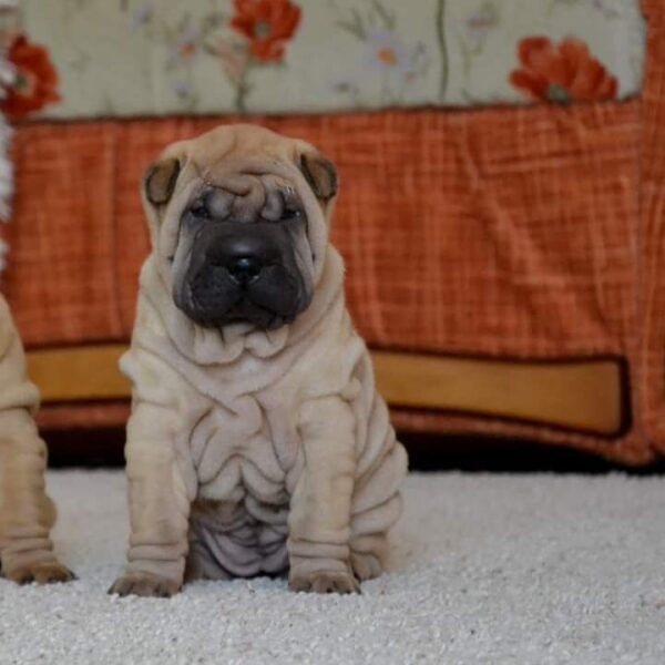 🐾 Wendy - Premium Shar Pei Welpen Hündin (12 Wochen) | Exklusiv bei welpen-kauf.de - Image 3