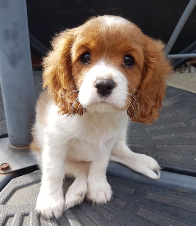 🐶 Cavalier King Charles Spaniel Welpen kaufen | welpen-kauf.de