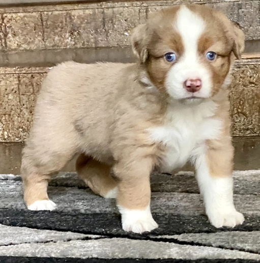 🐶 Lilli – Australian Shepherd Hündin – 12 Wochen alt