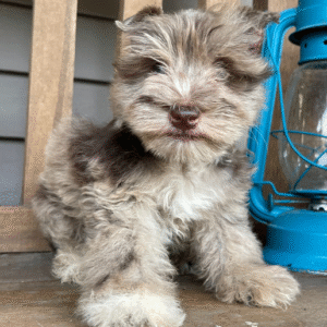 🐶 Jacki – Miniature Schnauzer Rüde – 12 Wochen alt