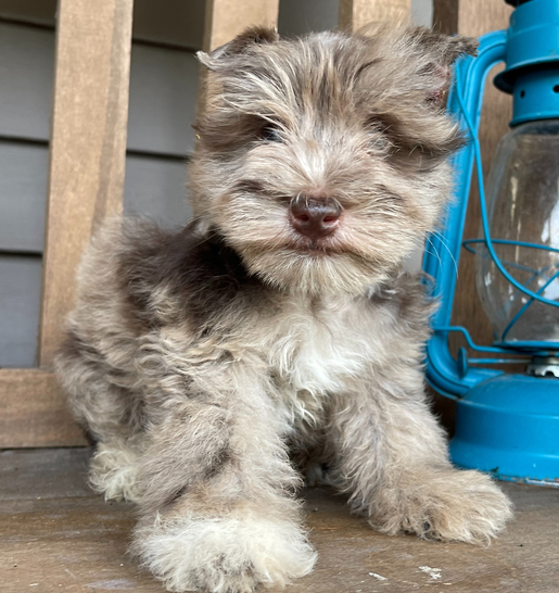 🐶 Jacki – Miniature Schnauzer Rüde – 12 Wochen alt
