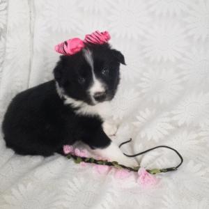 🐾 Cindy - Traumhafter Border Collie Welpe (12 Wochen) | welpen-kauf.de