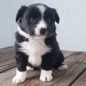 🐾 Layne - Premium Border Collie Welpe Rüde (12 Wochen) | welpen-kauf.de