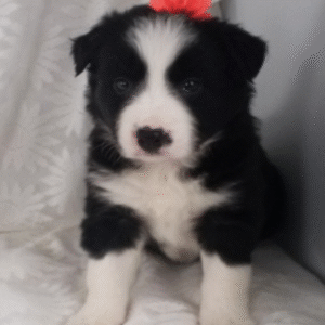 🐾 Lindy - Premium Border Collie Welpen Hündin (12 Wochen) | welpen-kauf.de