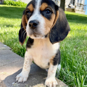 🐾 Bella - Premium Beagle Welpen Hündin (12 Wochen) | Exklusiv bei welpen-kauf.de