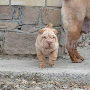 shar pei kaufen berlin