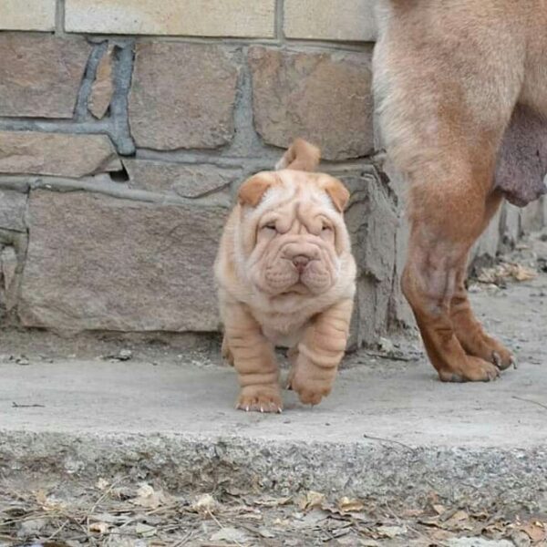 shar pei kaufen berlin