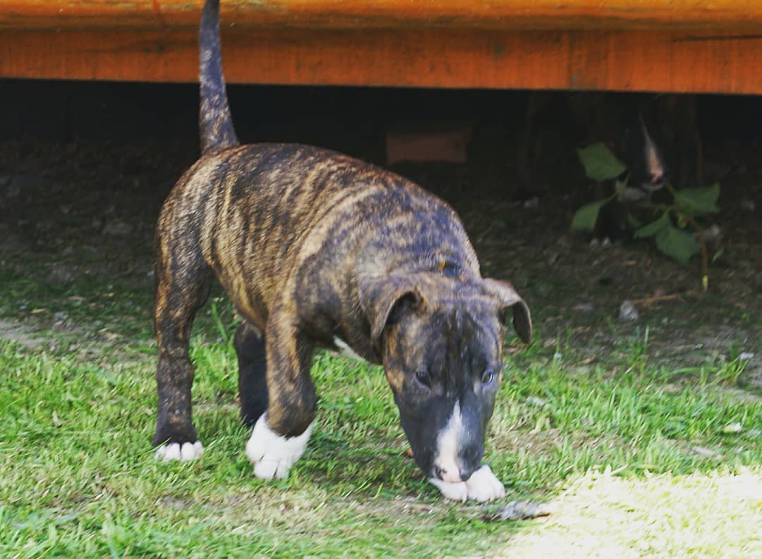 🐾 Max – Männlicher Miniature Bullterrier Welpe zu verkaufen (12 Wochen alt)