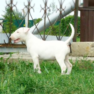 🐾 Pam – Weiblicher Miniature Bullterrier Welpe zu verkaufen (12 Wochen alt)