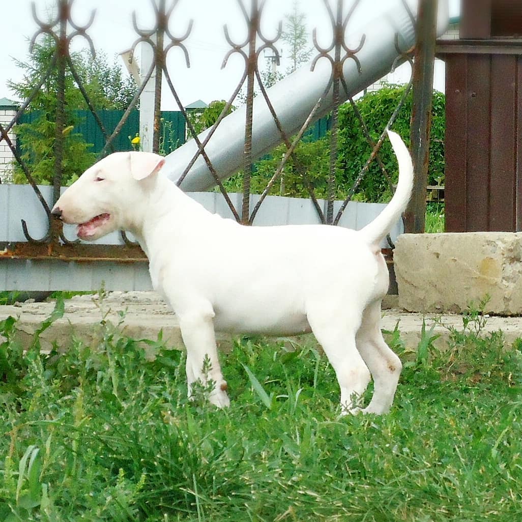 🐾 Pam – Weiblicher Miniature Bullterrier Welpe zu verkaufen (12 Wochen alt)