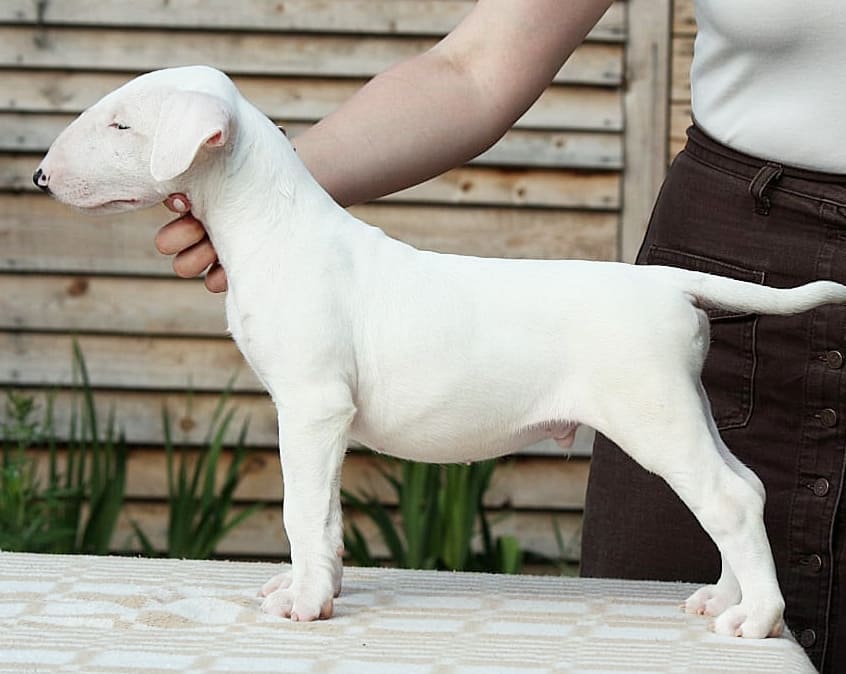 🐾 Billy – Männlicher Bullterrier Welpe zu verkaufen (12 Wochen alt)