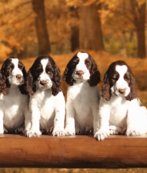🐕 English Springer Spaniel Welpen kaufen | welpen-kauf.de