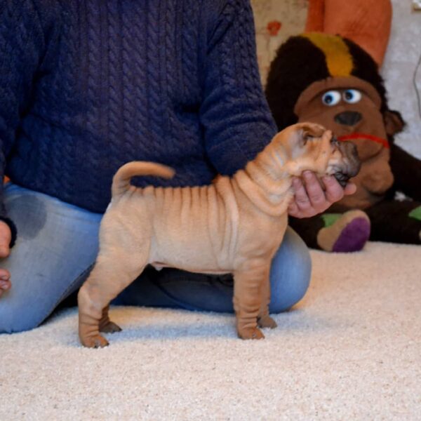 🐾 Chewy - Exklusive Shar Pei Welpen Hündin (12 Wochen) | welpen-kauf.de - Image 2