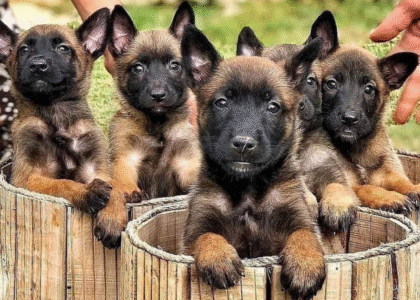 Malinois Welpen