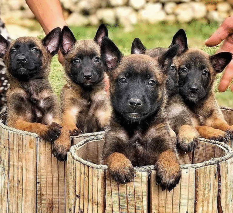 Malinois Welpen kaufen – Hochleistungshunde mit Charakter | welpen-kauf.de