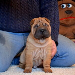 🐾 Chewy - Exklusive Shar Pei Welpen Hündin (12 Wochen) | welpen-kauf.de