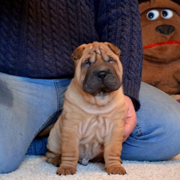 🐾 Chewy - Exklusive Shar Pei Welpen Hündin (12 Wochen) | welpen-kauf.de