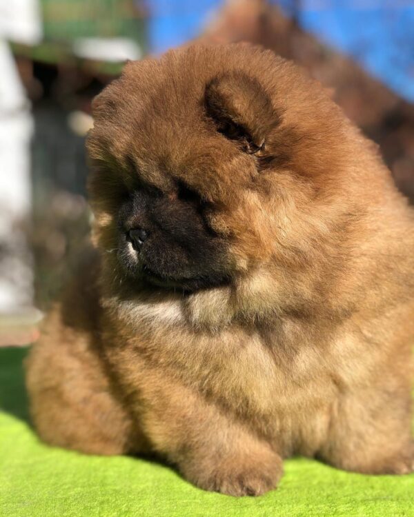 🐾 Rosie - Premium Chow Chow Welpen Hündin (12 Wochen) | welpen-kauf.de - Image 2