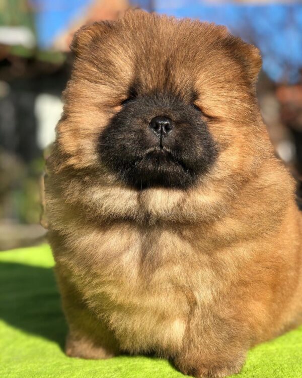 🐾 Rosie - Premium Chow Chow Welpen Hündin (12 Wochen) | welpen-kauf.de