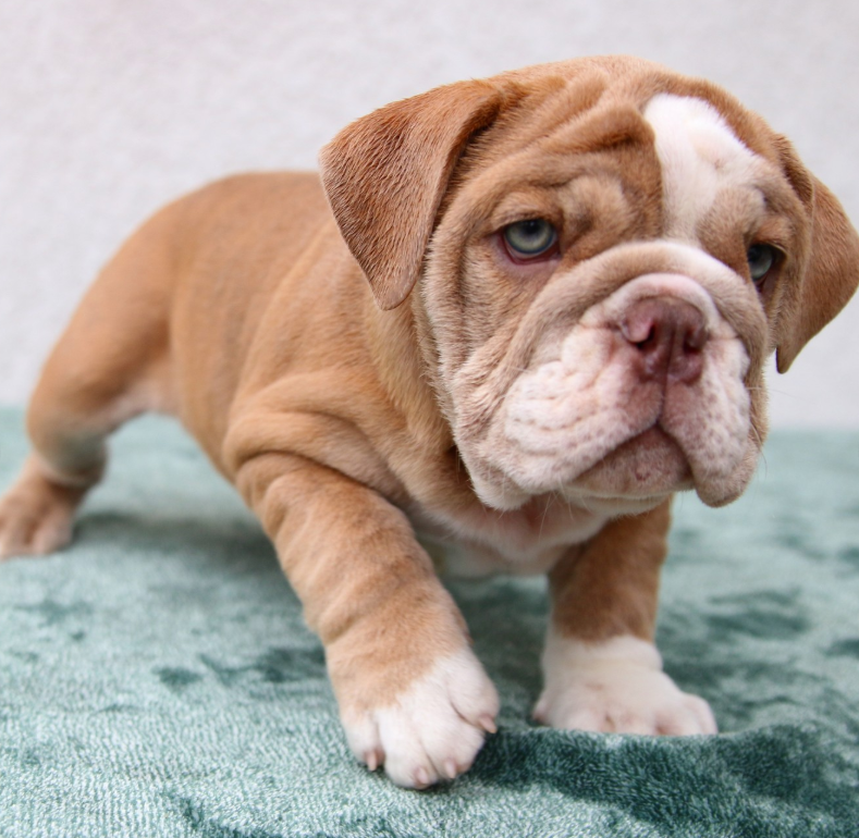 🐾 Daphne – Weiblicher English Bulldog Welpe | 12 Wochen alt