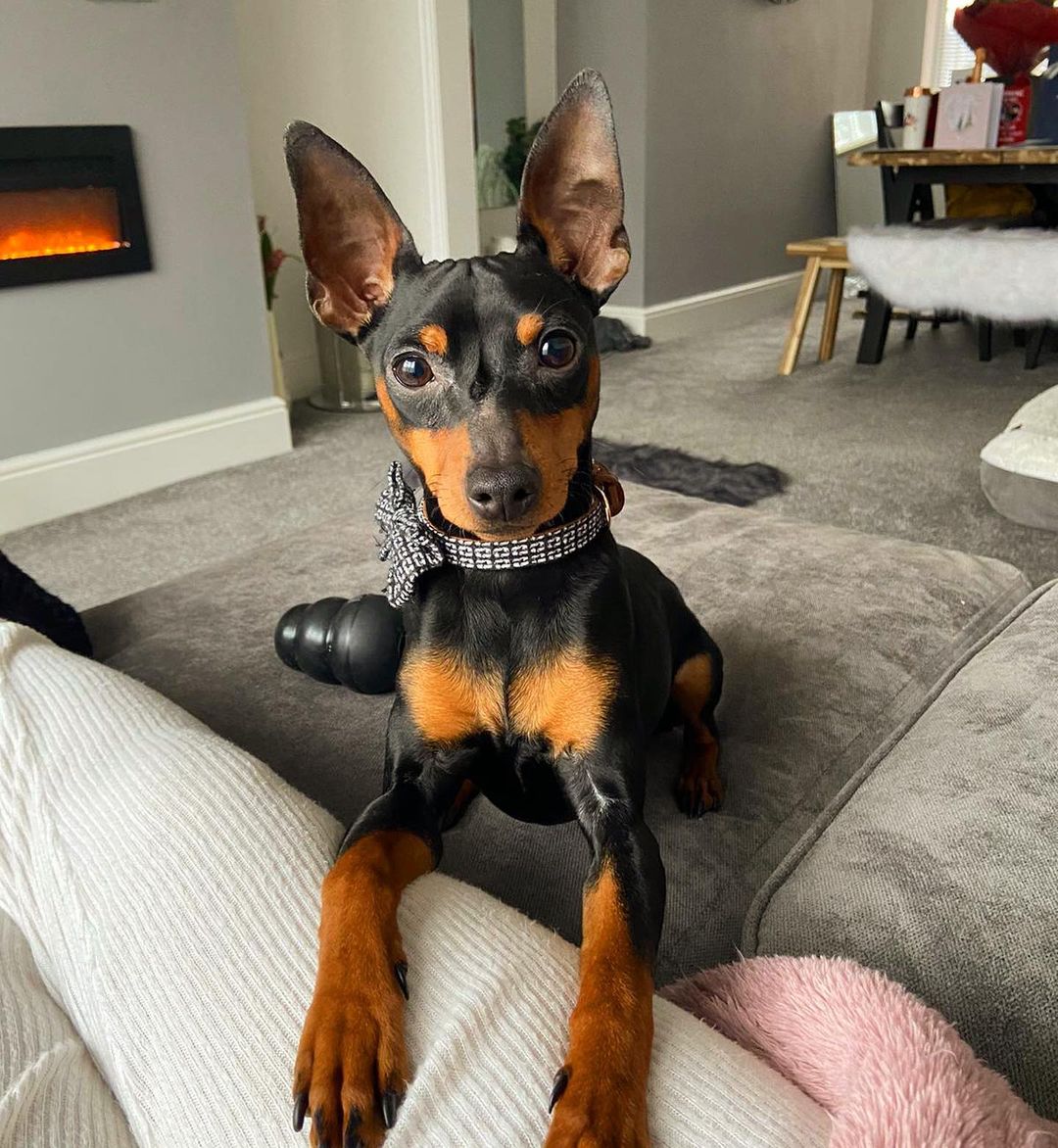 Sam – Männlicher Miniature Pinscher Welpe (Mini Pin) zu verkaufen | welpen-kauf.de