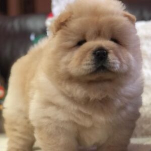 Chow Chow