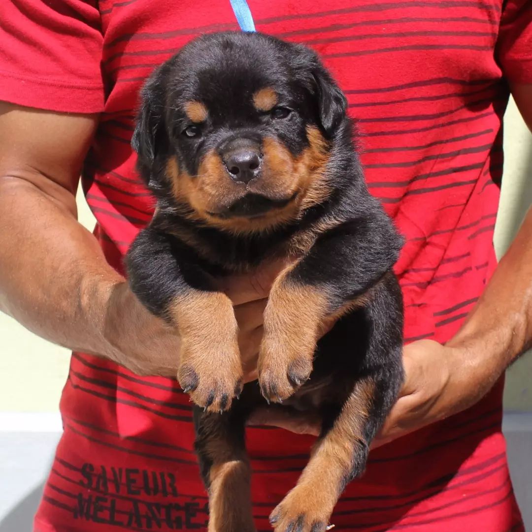 🐾 Noni – Weibliche Rottweiler Welpe, 12 Wochen alt 🐶💖