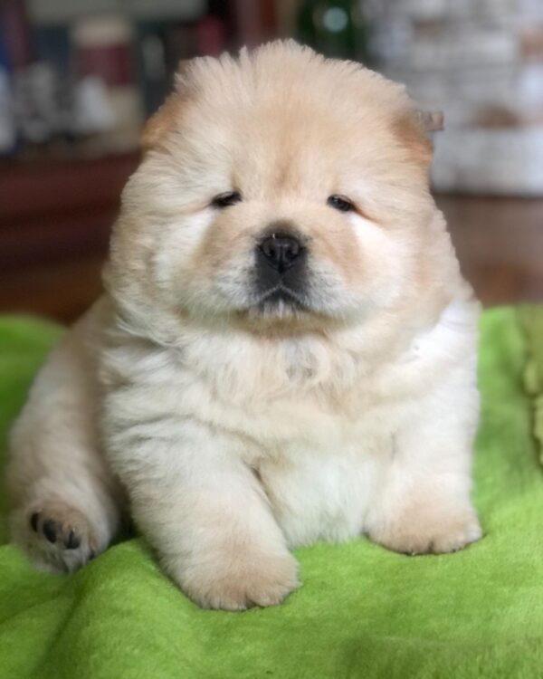 🐾 Bailey - Premium Chow Chow Welpe (12 Wochen) | Exklusiv bei welpen-kauf.de - Image 2