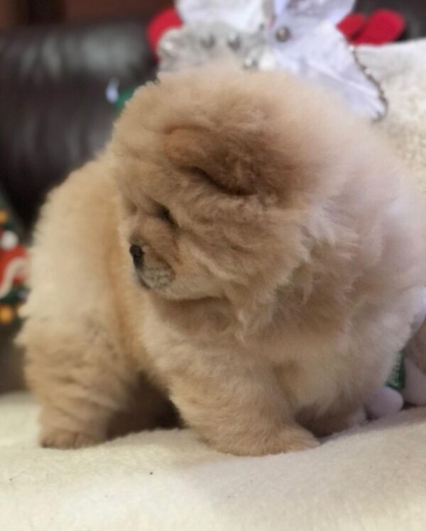 🐾 Louie - Premium Chow Chow Welpe (12 Wochen) | Exklusiv bei welpen-kauf.de - Image 2