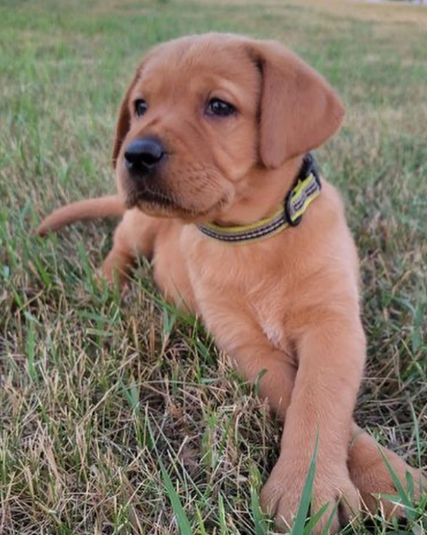 Labrador Welpen
