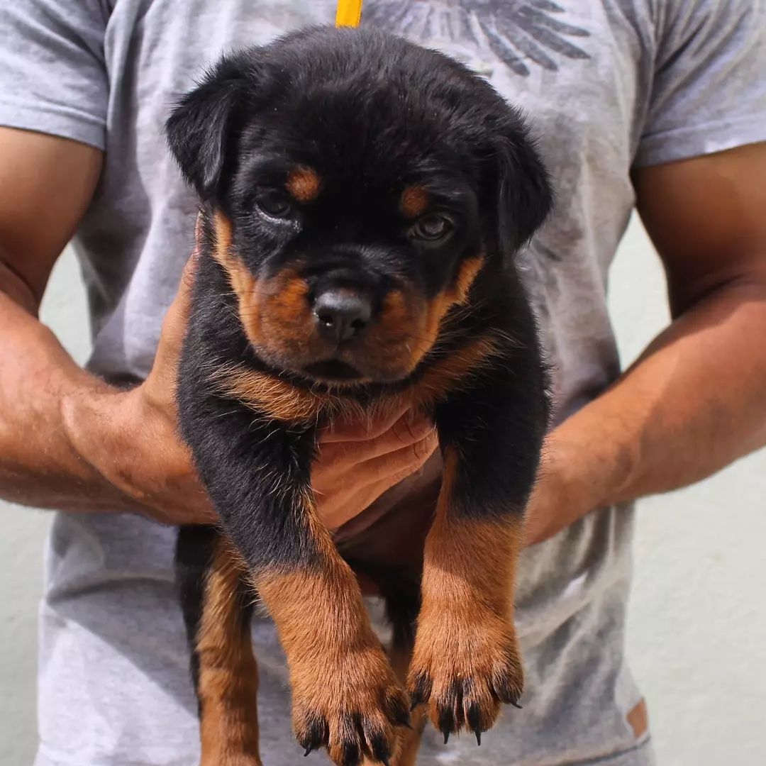 🐾 Sam – Männlicher Rottweiler Welpe, 12 Wochen alt 🐶💙
