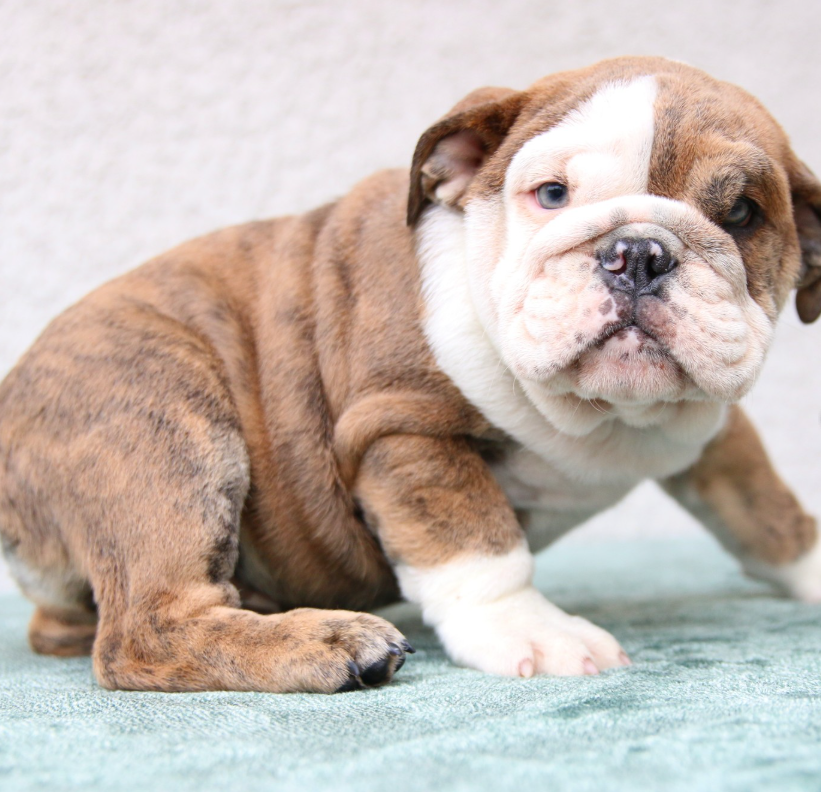 🐶 Apollo – Männlicher English Bulldog Welpe | 12 Wochen alt