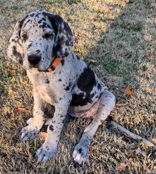 🐾 Ariel – Männlicher Deutsche Dogge (Great Dane) Welpe zu verkaufen | 12 Wochen alt
