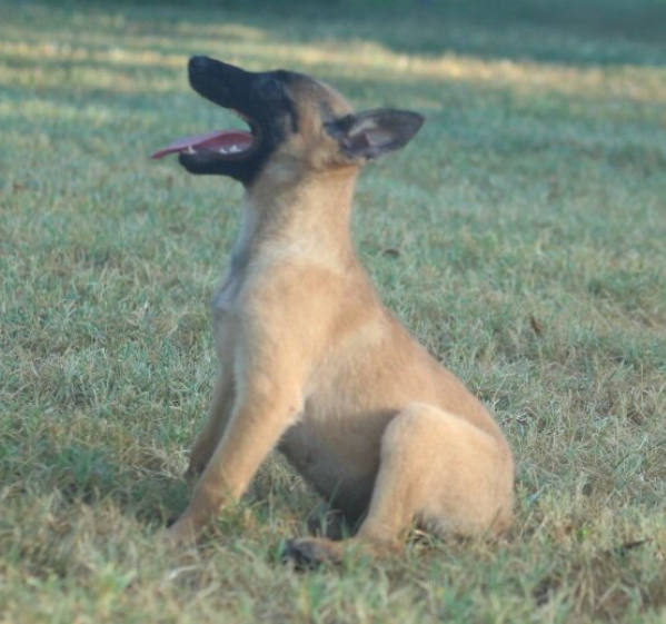 🐶 Asa – Belgian Malinois Hündin – 12 Wochen alt