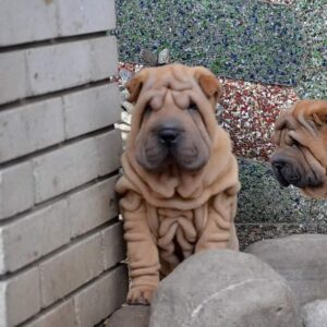 🐾 Bray - Premium Shar Pei Welpen Rüde (12 Wochen) | Exklusiv bei welpen-kauf.de